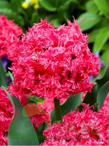  Лале ( (Tulipa 'Kingston') ne